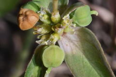 Euphorbia schiedeana