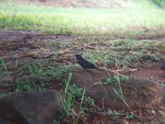 Knipolegus lophotes