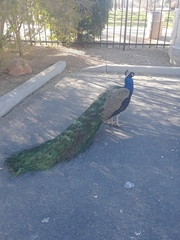 Pavo cristatus