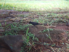 Knipolegus lophotes