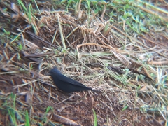 Knipolegus lophotes