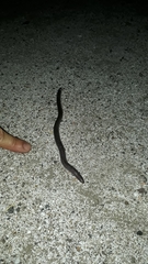 Amphisbaena darwinii