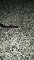 Amphisbaena darwinii