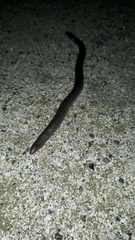 Amphisbaena darwinii