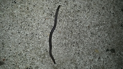 Amphisbaena darwinii