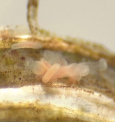 Craspedacusta sowerbii