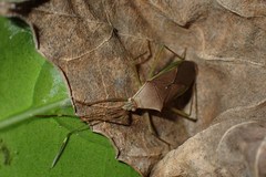 Paradasynus spinosus