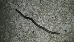 Amphisbaena darwinii