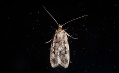 Barea exarcha