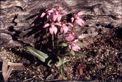 Caladenia nana