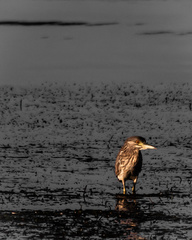 Nycticorax nycticorax