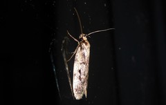Barea exarcha