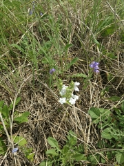 Scutellaria drummondii