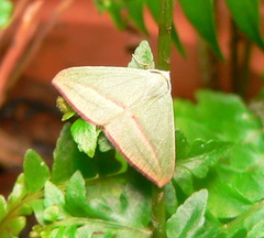 Chlorerythra rubriplaga