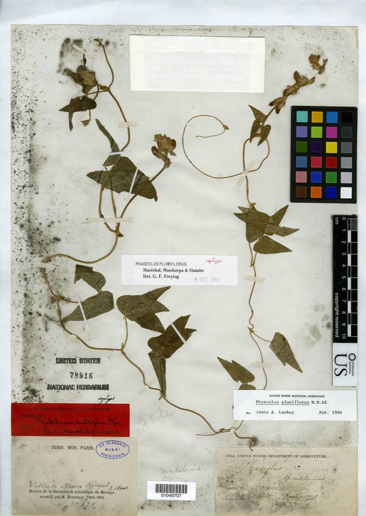 multiple-flowered bean