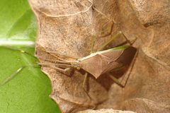 Paradasynus spinosus