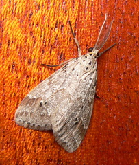 Diota rostrata