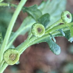 Sphaeromorphaea littoralis