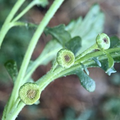 Sphaeromorphaea littoralis