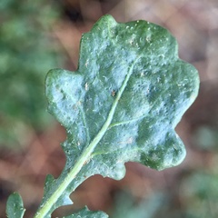 Sphaeromorphaea littoralis