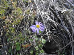 Brachyscome ascendens