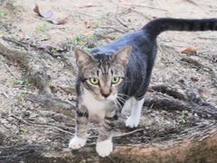 Felis catus