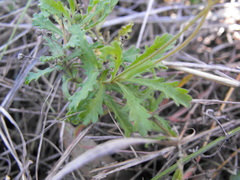 Brachyscome ascendens