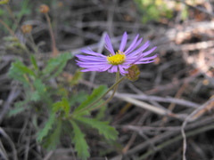 Brachyscome ascendens