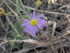 Brachyscome ascendens