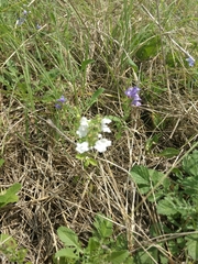 Scutellaria drummondii