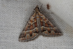 Dichromodes poecilotis