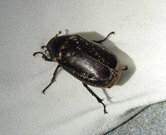 Dermolepida albohirtum