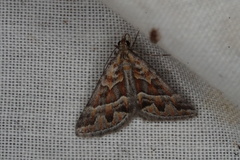 Dichromodes poecilotis