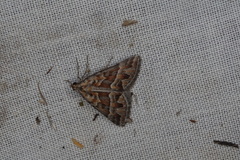 Dichromodes poecilotis