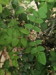 Rubus glaucus