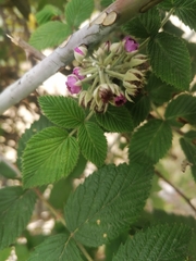 Rubus glaucus