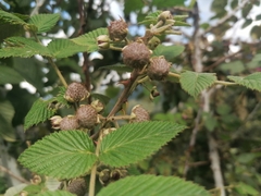 Rubus glaucus
