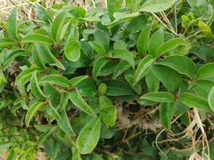 Zanthoxylum nitidum