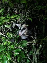 Didelphis albiventris