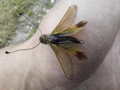 Libelloides ictericus