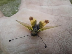 Libelloides ictericus