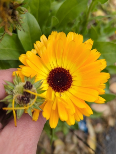 Calendula officinalis