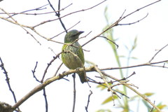 Ixothraupis punctata