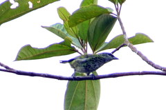 Ixothraupis punctata