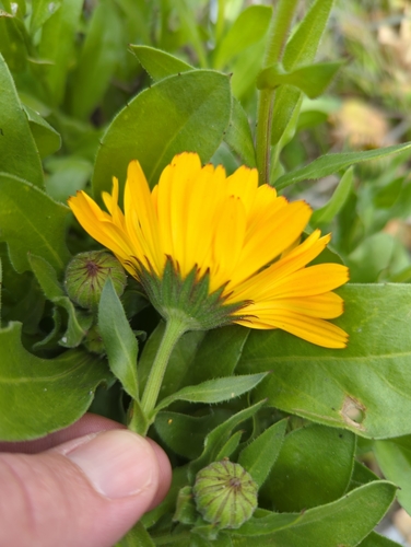 Calendula officinalis