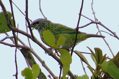 Ixothraupis punctata