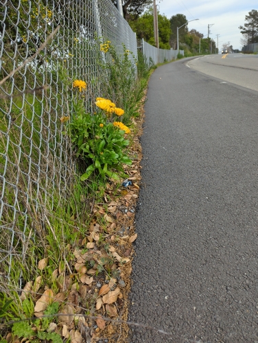 Calendula officinalis