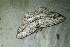 Didymoctenia exsuperata