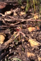 Caladenia heberleana