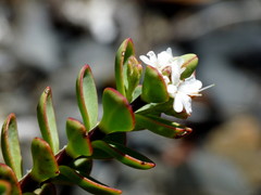 Veronica decumbens